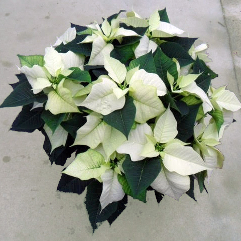 White Poinsettia