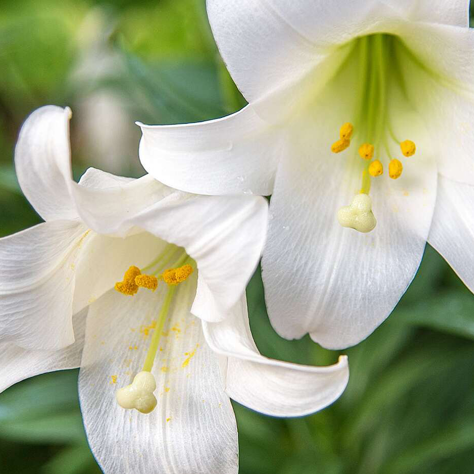 Spring Lilies